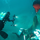 Ghost Fishing divers cut away net from the Infidel, a squid boat that sunk off the coast of California in 2006. ghost fishing derelict gear animals fish